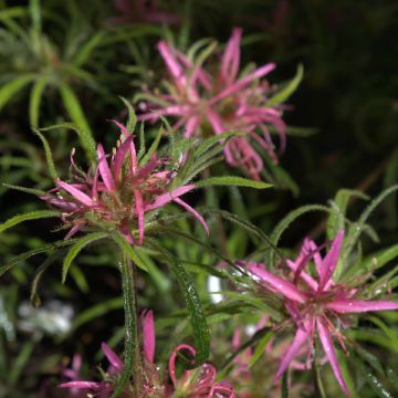 Rhododendron Linearifolium - Dwarf Rhododendron