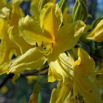 Rhododendron luteum