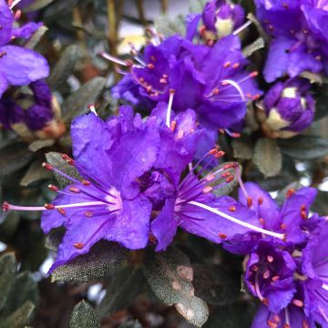 Rhododendron impeditum Azurika