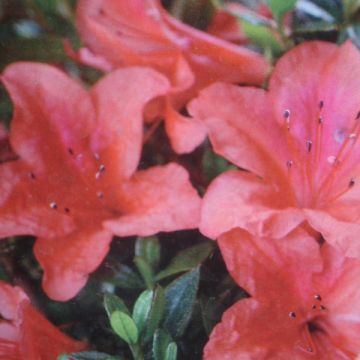 Rhododendron nakaharae Orange - Japanese Azalea