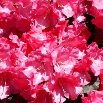 Rhododendron Gartendirektor Glocker
