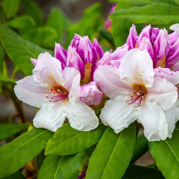 Rhododendron Gartendirektor Rieger