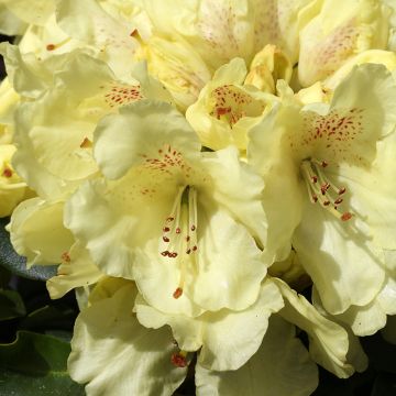 Rhododendron yakushimanum Easydendron Bohlkens Laura