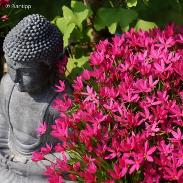 Rhodohypoxis Fairytale