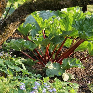 Frambozen Rood Rhubarb