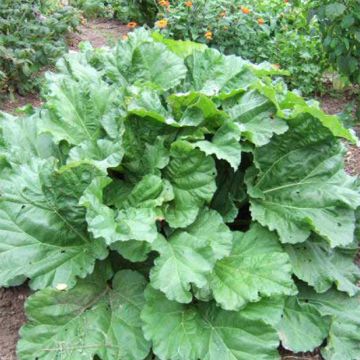 Giant Victoria Rhubarb Organic - Ferme de Sainte Marthe seeds