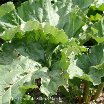 Glaskins Perpetual Organic Rhubarb - Ferme de Sainte Marthe seeds