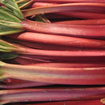 Red-ribbed Lider Rhubarb