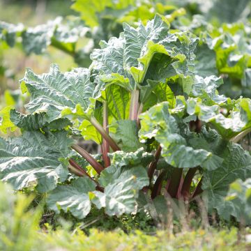 Rheum hybridum Victoria - Rhubarb