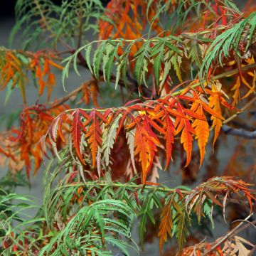 Rhus glabra Laciniata - Fern-leaved Sumach