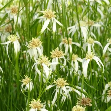Rhynchospora colorata - White Star Sedge