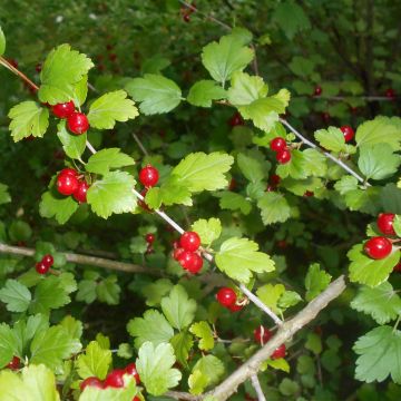 Ribes alpinum - Alpine Currant