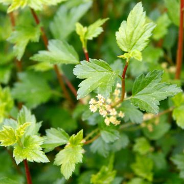 Ribes alpinum Schmidt - Alpine Currant