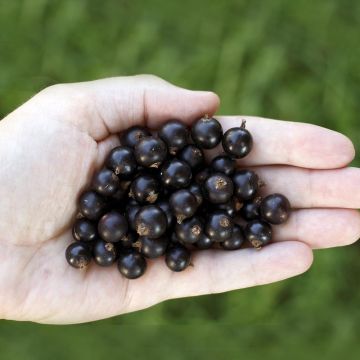 Blackcurrant Little Black Sugar - Ribes nigrum