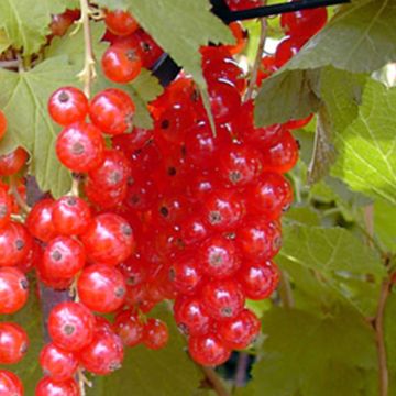 Redcurrant Rosetta - Ribes rubrum