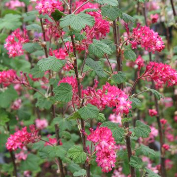 Ribes sanguineum King Edward VII - Flowering Currant