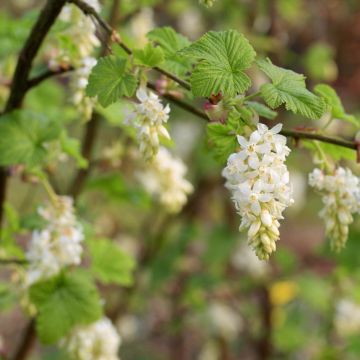 Ribes sanguineum White Icicle - Flowering Currant