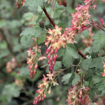 Ribes gordonianum - Gordon's Currant