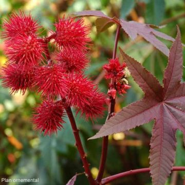 Ricinus communis Honolulu