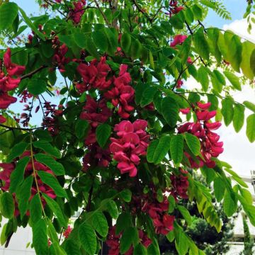 Robinia pseudoacacia Casque Rouge - Black Locust