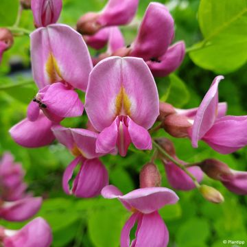 Robinia hispida (elliottii) Rosea