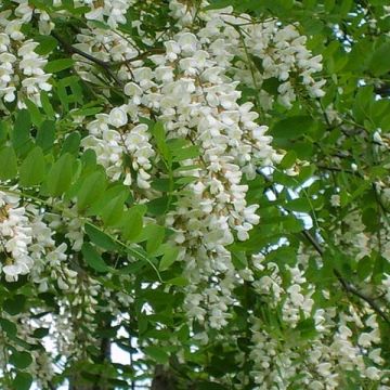 Robinia pseudoacacia 