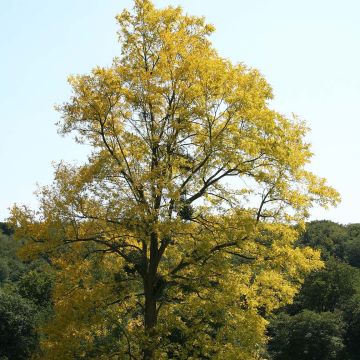 Robinia pseudoacacia  Frisia