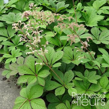 Rodgersia pinnata Hercules