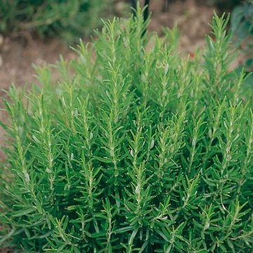 Rosmarinus officinalis Barbecue - Rosemary