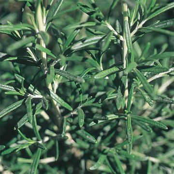 Rosmarinus officinalis  - Organic Rosemary seeds