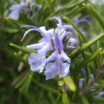 Rosmarinus officinalis Tuscan Blue