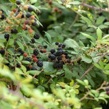 Rubus fruticosus - Blackberry