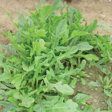 Wild Rocket Dragons Tongue - Arugula