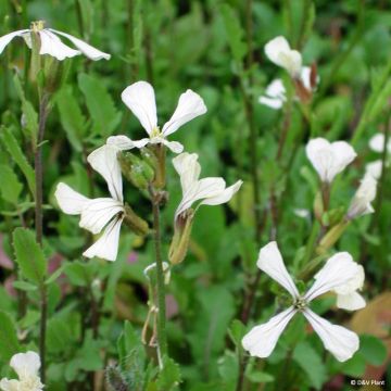 Garden Rocket - Eruca vesicaria subsp. sativa