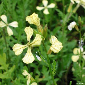 Hybrid Rocket - Eruca (x) Diplotaxis