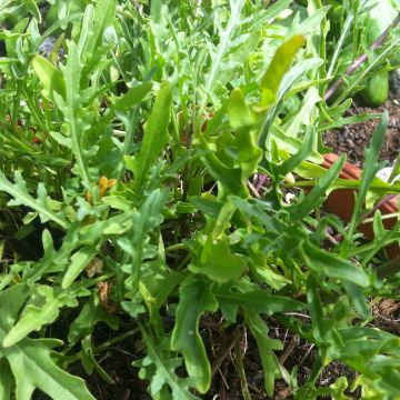 Organic Wild Rocket - Diplotaxis erucoides