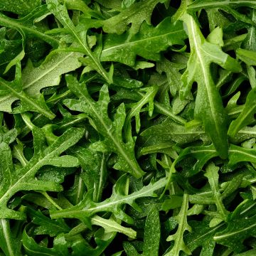 Roquette Discovery