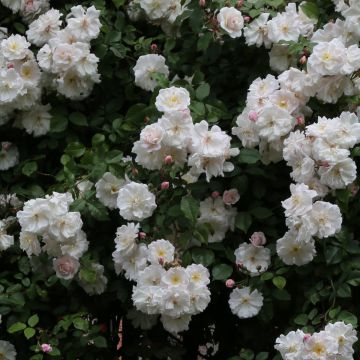 Rosa x sempervirens 'Adélaïde d’Orléans' - Rambling Rose