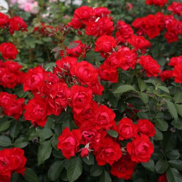 Rosa Black Forest Rose - Floribunda Rose