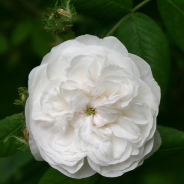 Rosa damascena Mme Hardy - Damask Rose