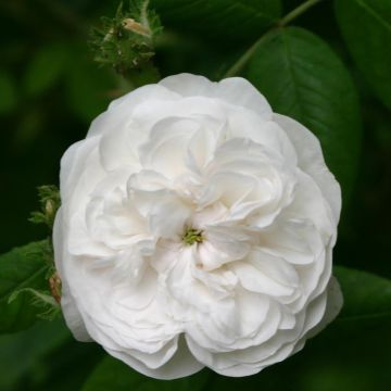 Rosa (x) damascena Mme Hardy