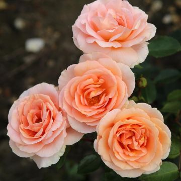 Rosa x Thé - 'Impala' - Patio Rose 