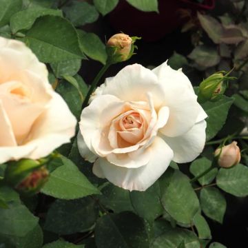 Rosa Princesse Astrid de Belgique - Hybrid Tea Rose