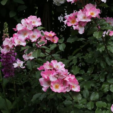 Rosa Rosy Cushion - Shrub Rose