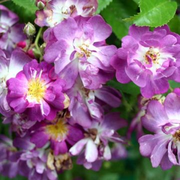 Rosa x wichuraiana Veilchenblau - Rambling Rose