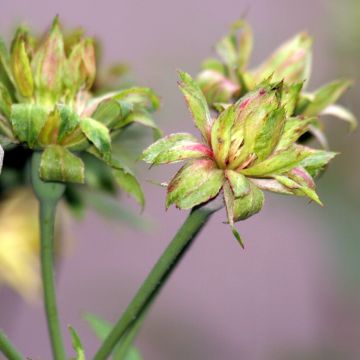 Rosa chinensis Viridiflora - Shrub Rose