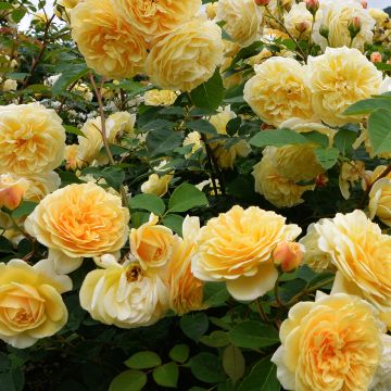 Rosa x floribunda Off-Load 'Mattmaf'