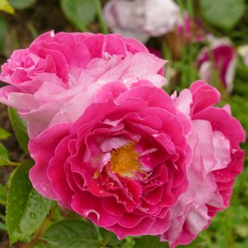 Rosa x floribunda Abbatiale de Pontigny - Floribunda Rose