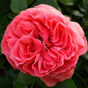 Rosa x floribunda Pick'n Go - Floribunda Rose