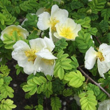 Rosa omeiensis Pteracantha